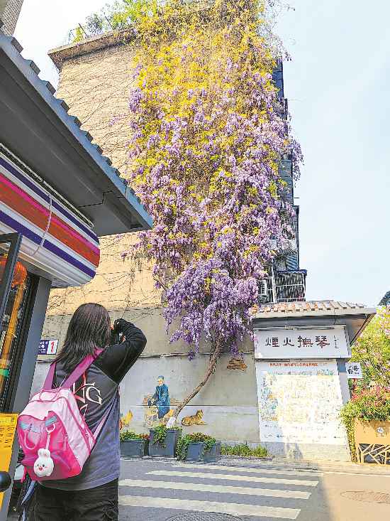 “紫色瀑布” 萬花燦爛