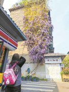 “紫色瀑布” 萬花燦爛